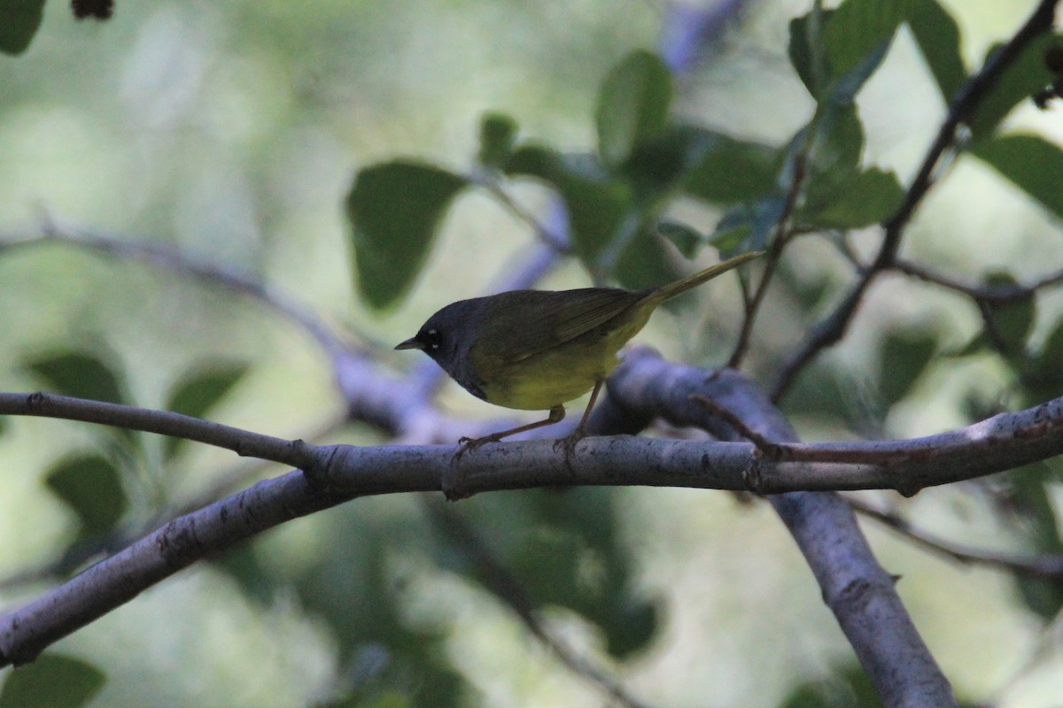 MacGillivray's Warbler - ML242241391