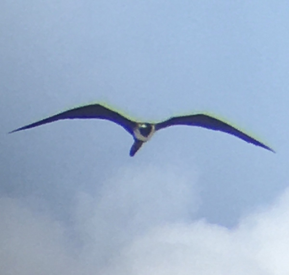 Magnificent Frigatebird - ML242241601