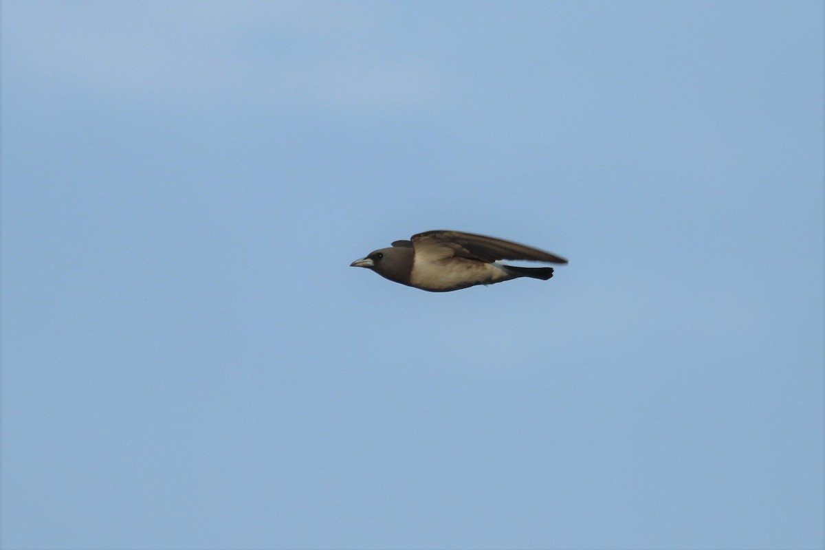 White-breasted Woodswallow - ML242243071