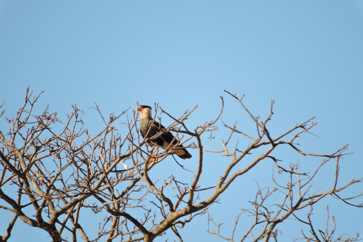 Crested Caracara (Southern) - ML242244071