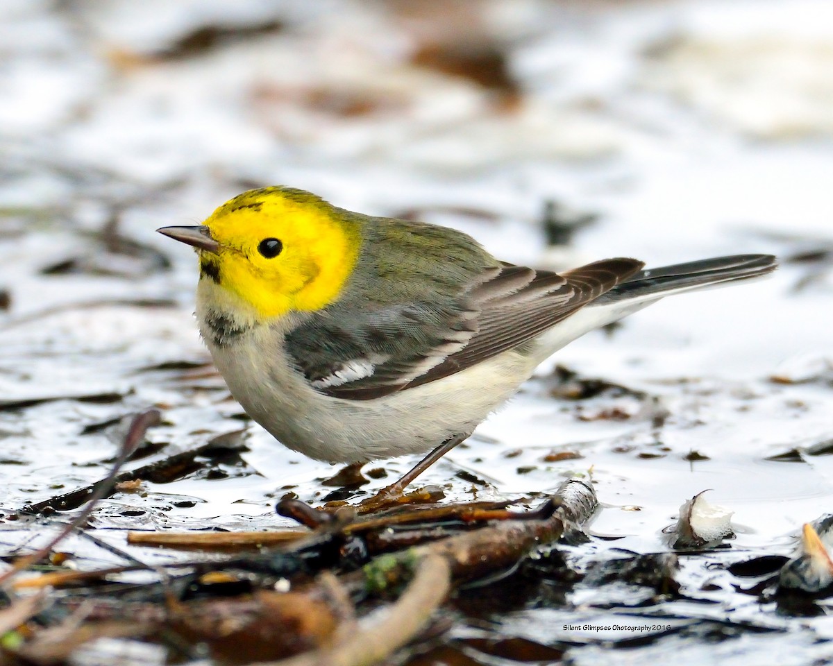 Hermit Warbler - ML24224741