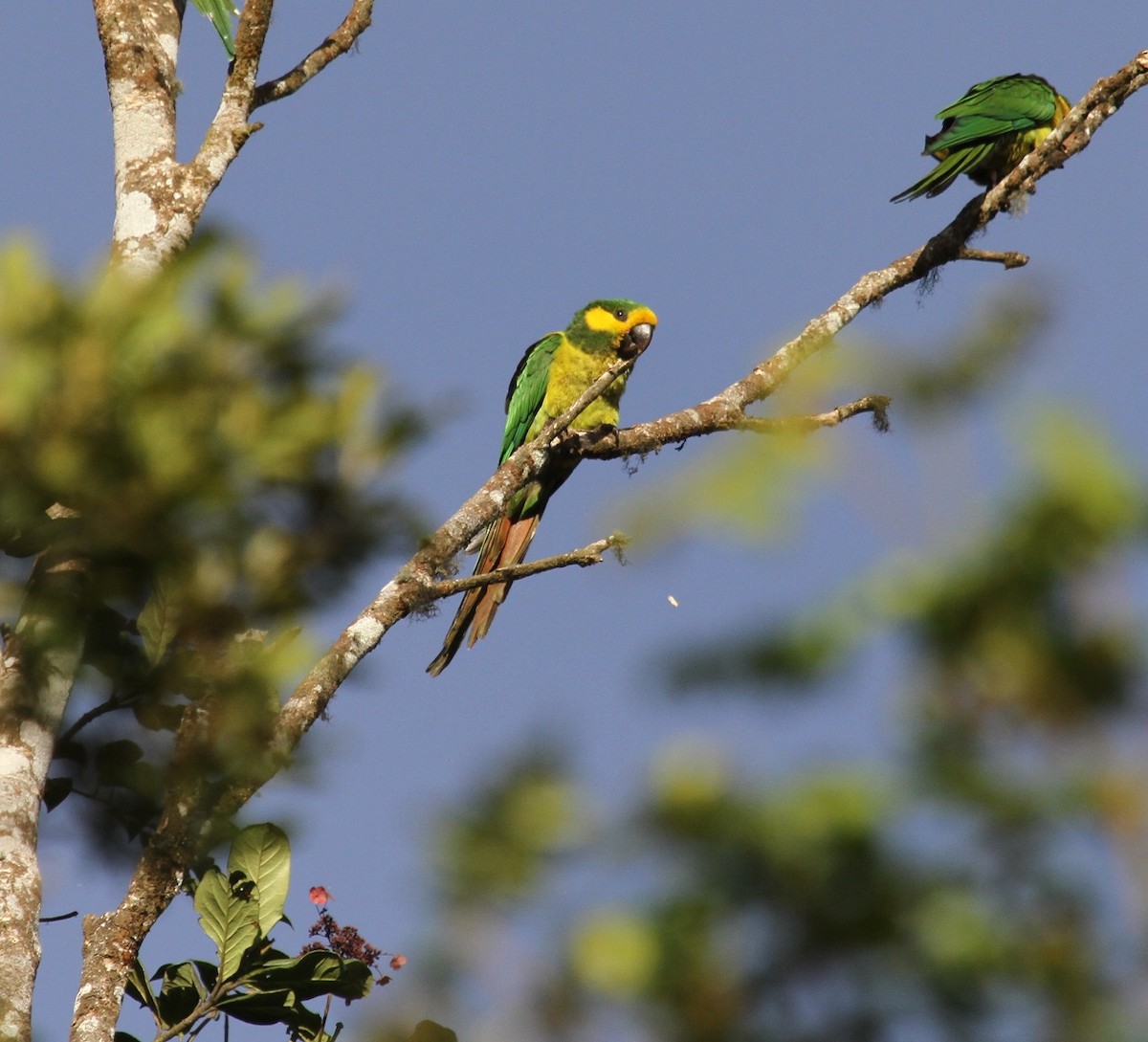 Yellow-eared Parrot - Pablo Florez -MulticolorBirding