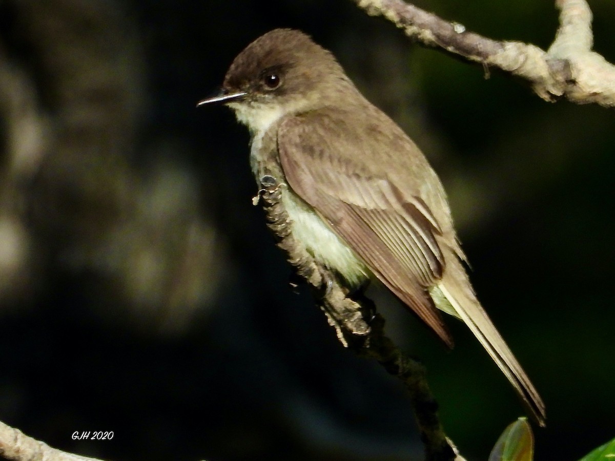 Eastern Phoebe - George Halmazna