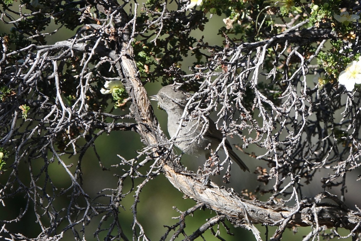 Juniper Titmouse - ML242250701