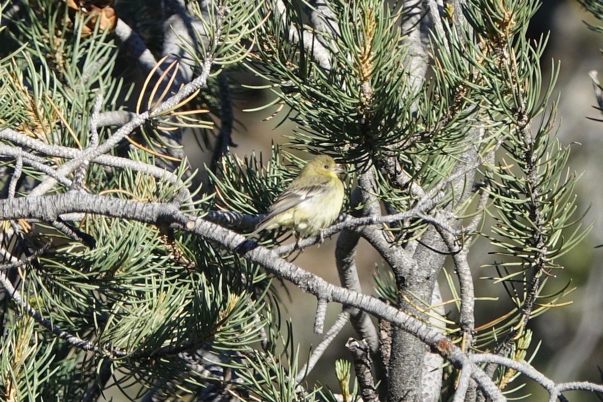 Lesser Goldfinch - ML242250761