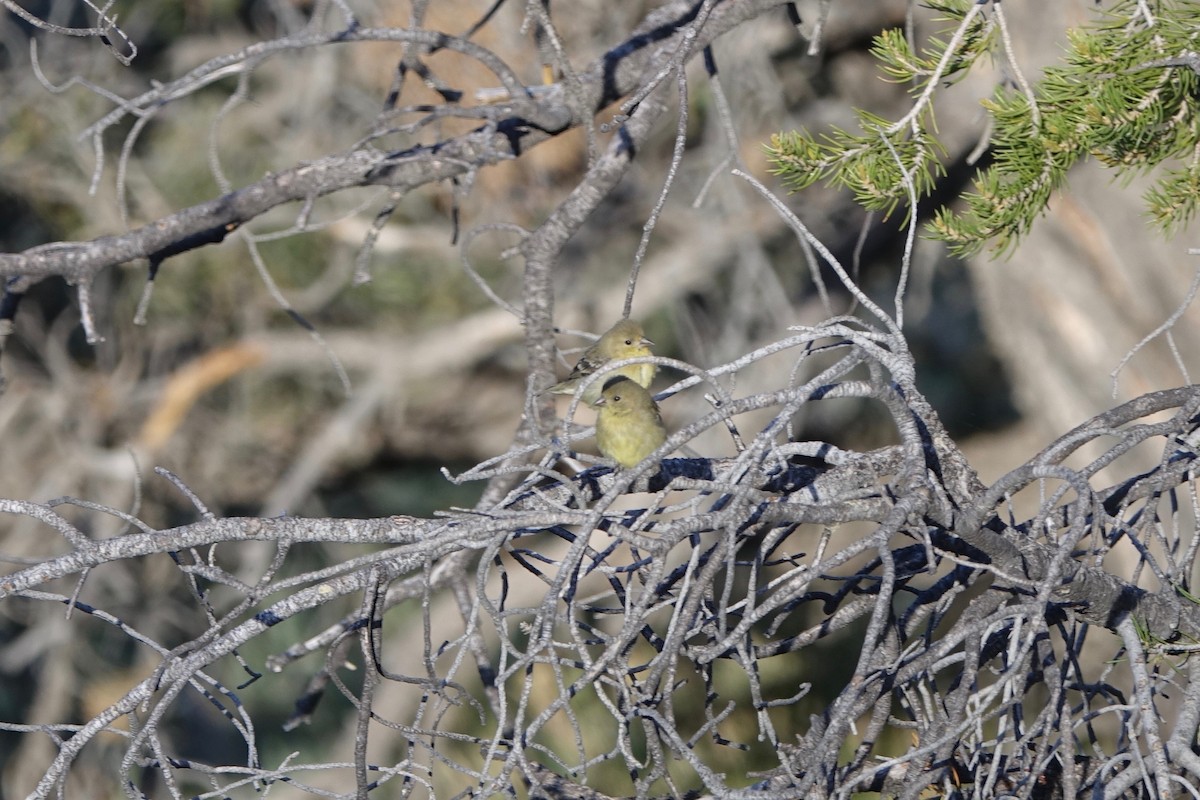 Lesser Goldfinch - ML242250781