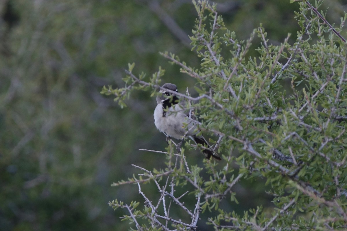 Black-throated Sparrow - ML242250811