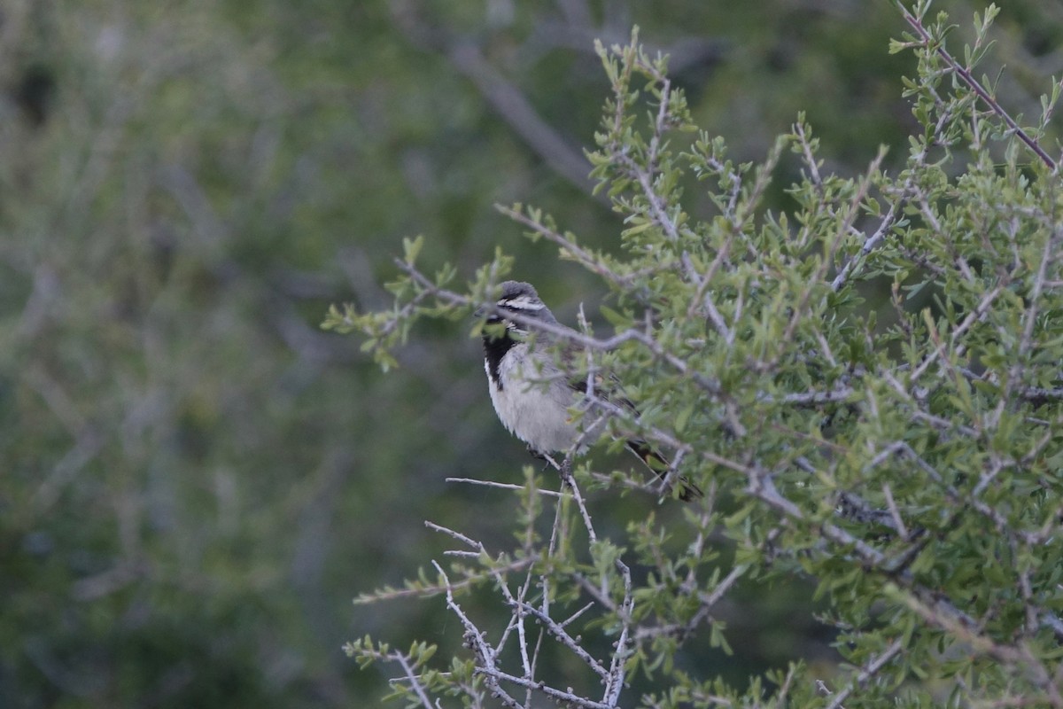 Black-throated Sparrow - ML242250821