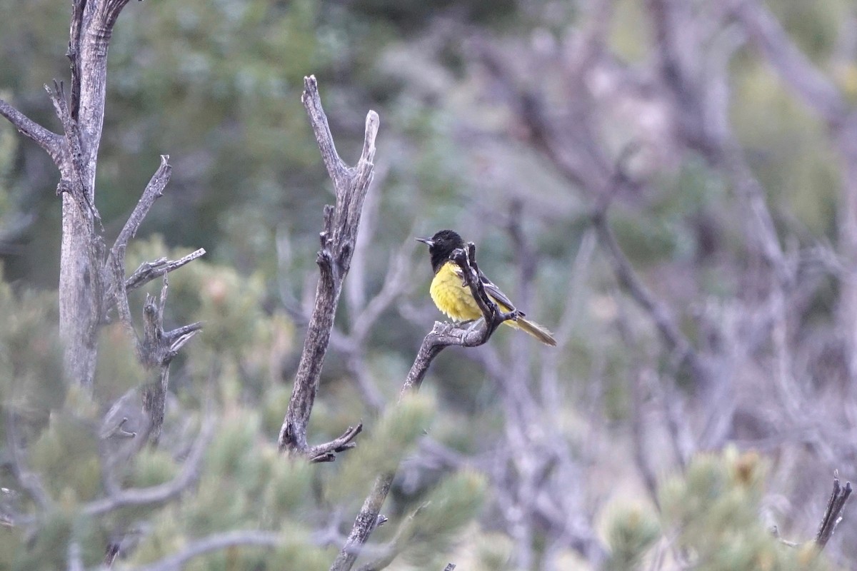 Oriole jaune-verdâtre - ML242250841