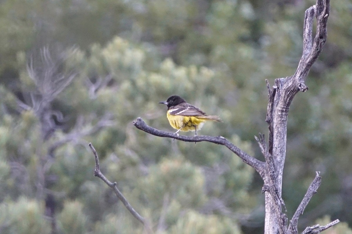 Oriole jaune-verdâtre - ML242250851