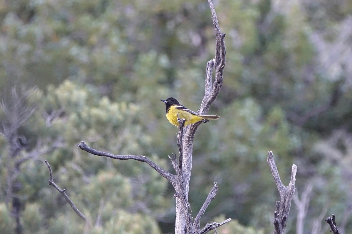 Oriole jaune-verdâtre - ML242250861