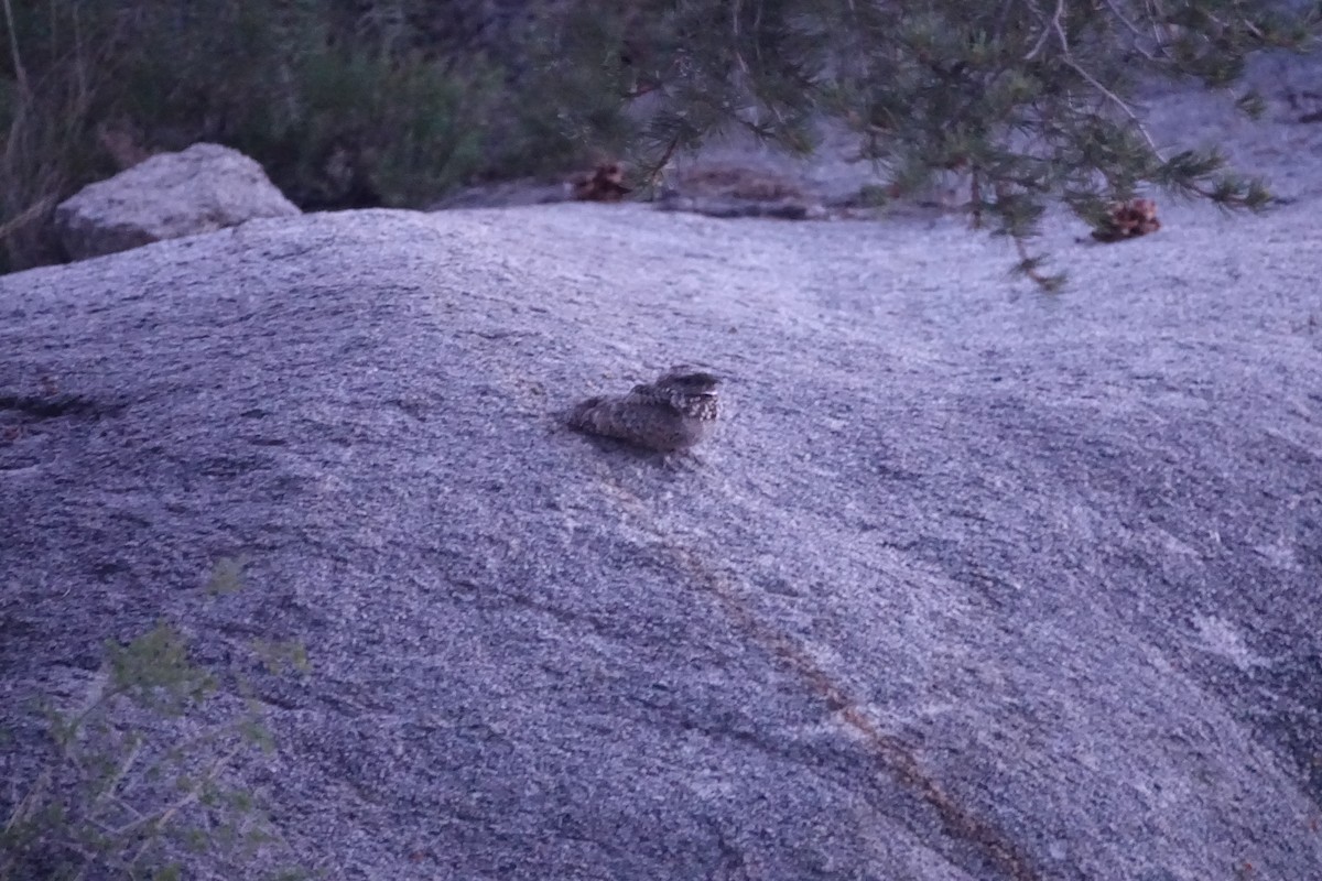 Common Poorwill - ML242251081