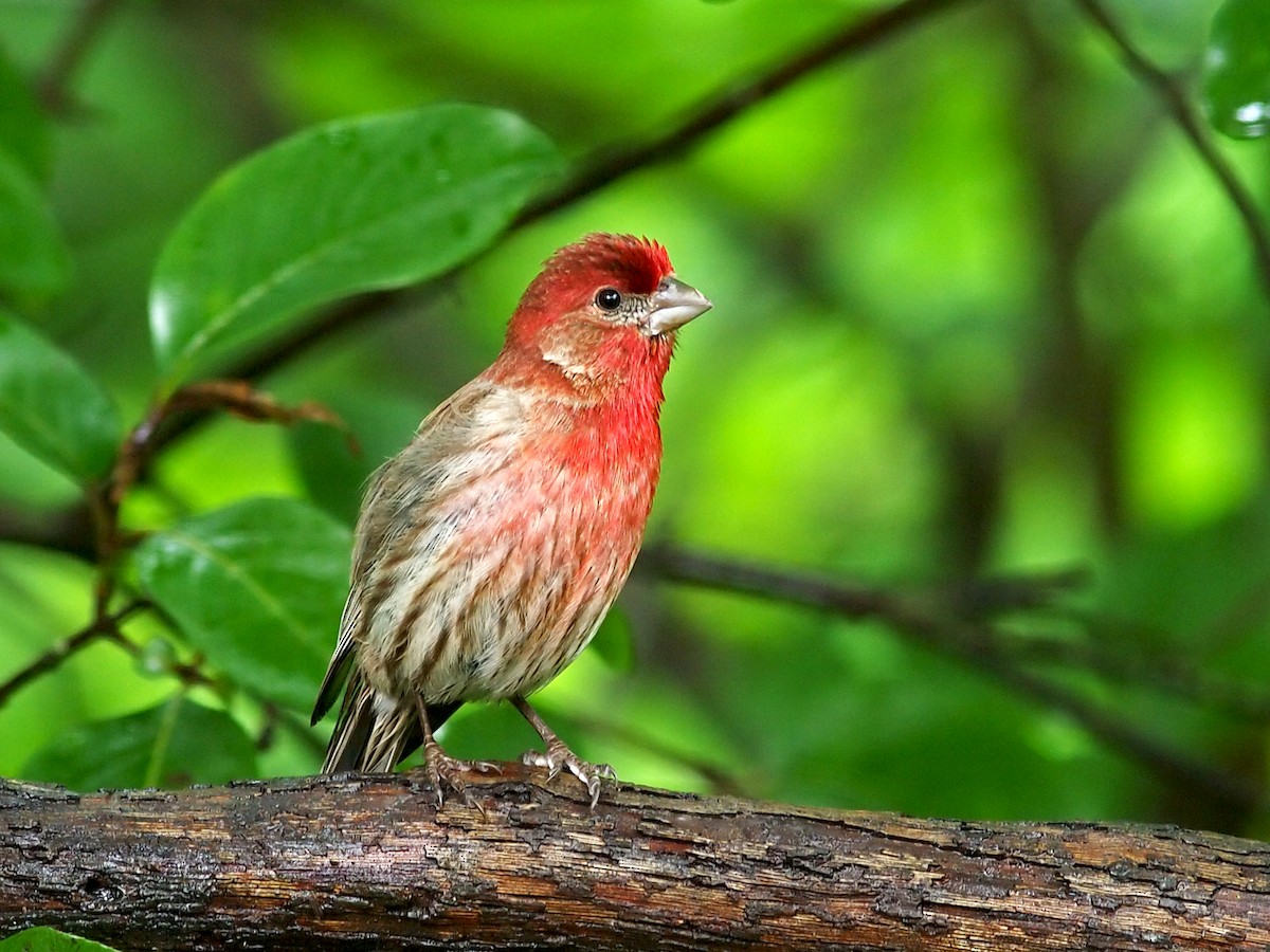 House Finch - ML242251531