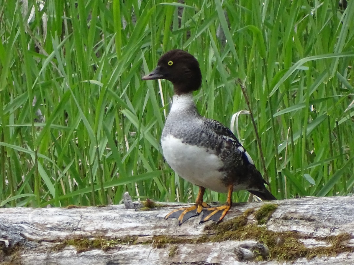 Barrow's Goldeneye - ML242251741