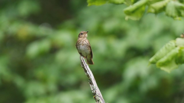 Swainson's Thrush - ML242251781