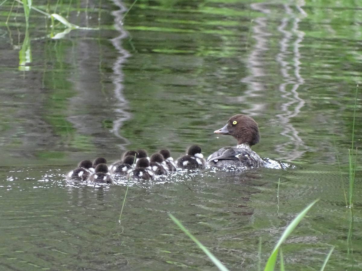 Barrow's Goldeneye - Shey Claflin