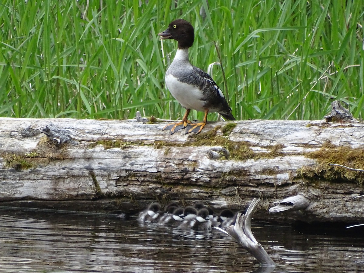 Barrow's Goldeneye - Shey Claflin