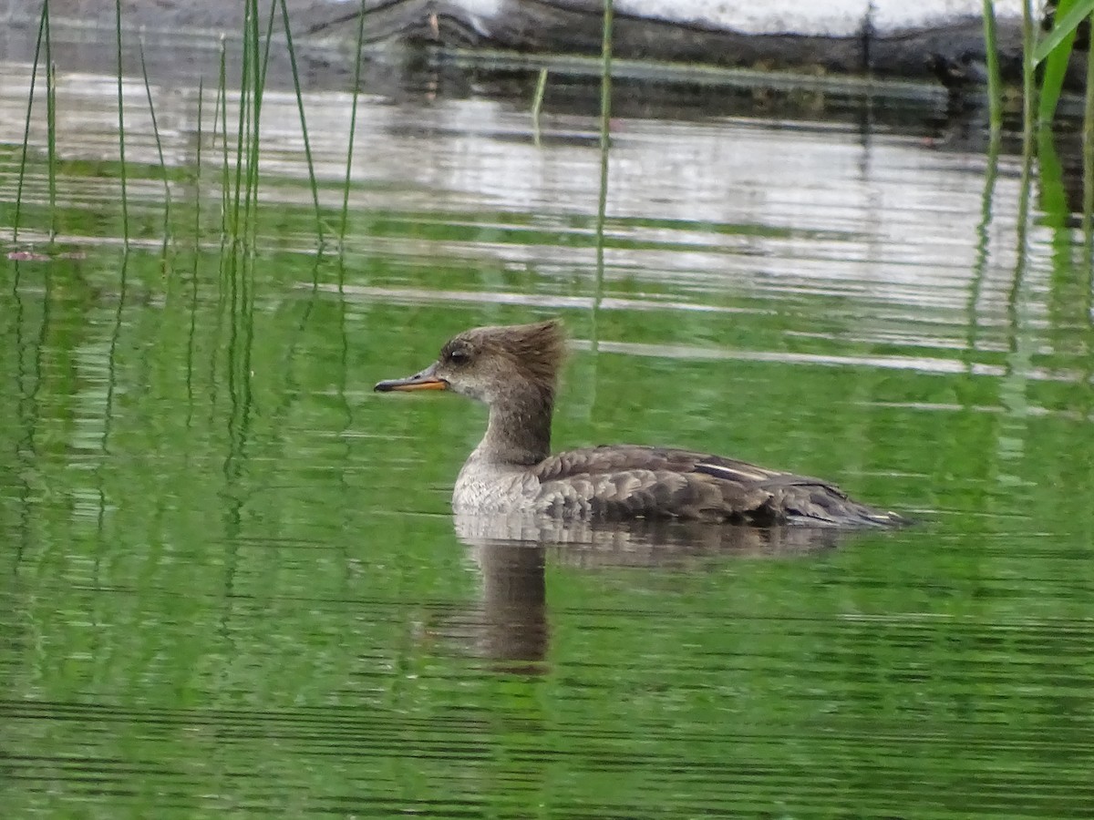 Hooded Merganser - Shey Claflin