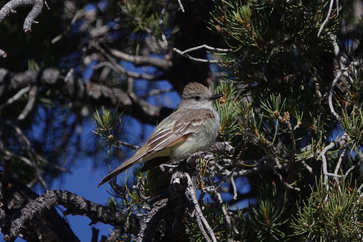 Ash-throated Flycatcher - ML242252021