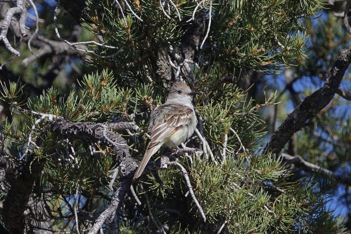 Ash-throated Flycatcher - Jonny Wahl