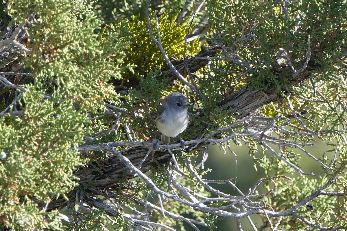 Gray Vireo - Jonny Wahl