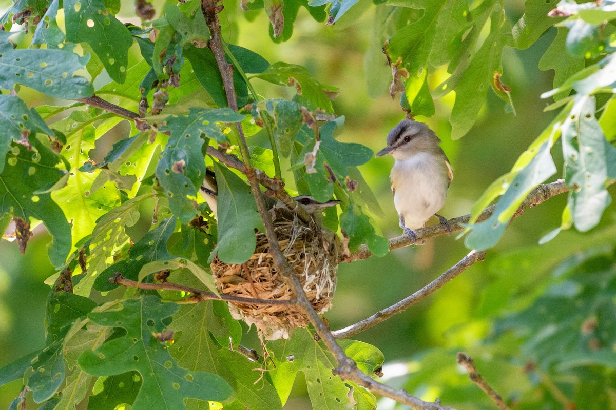 Red-eyed Vireo - Lisa Nasta