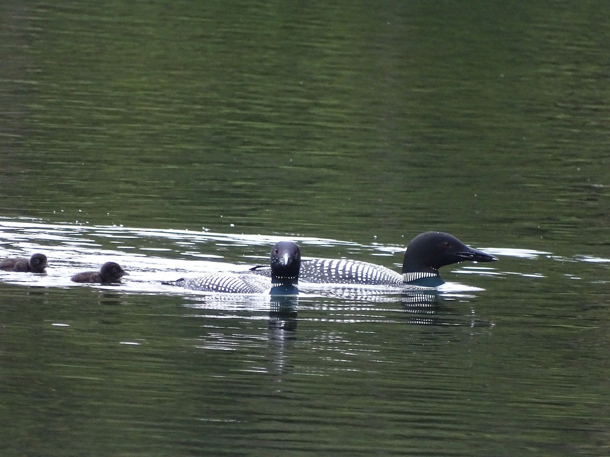 Common Loon - Shey Claflin