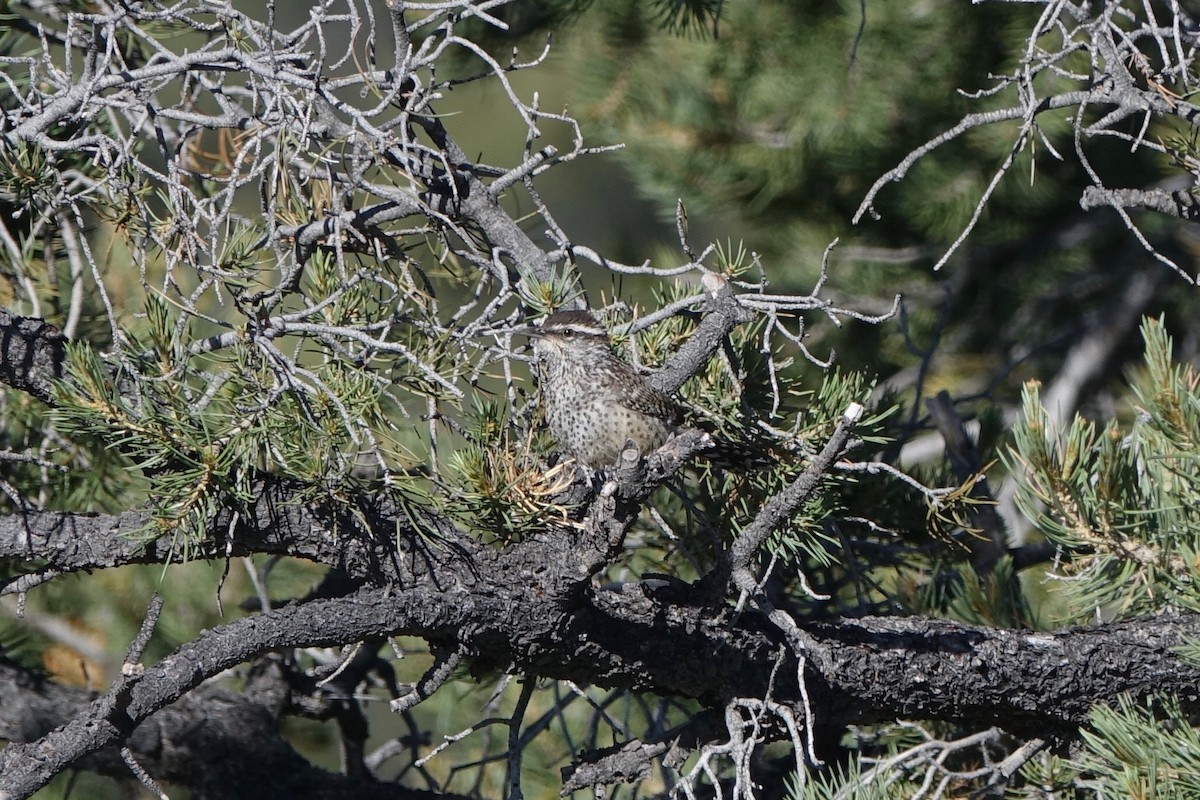 Troglodyte des cactus - ML242252231