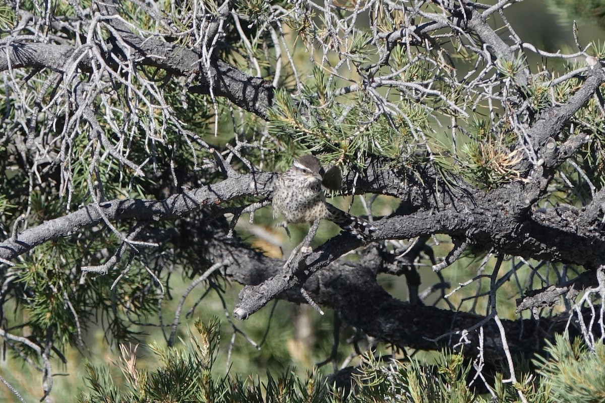 Cactus Wren - ML242252241