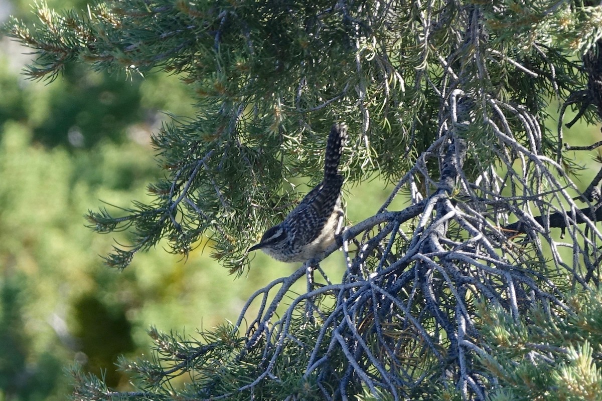 Cactus Wren - ML242252251