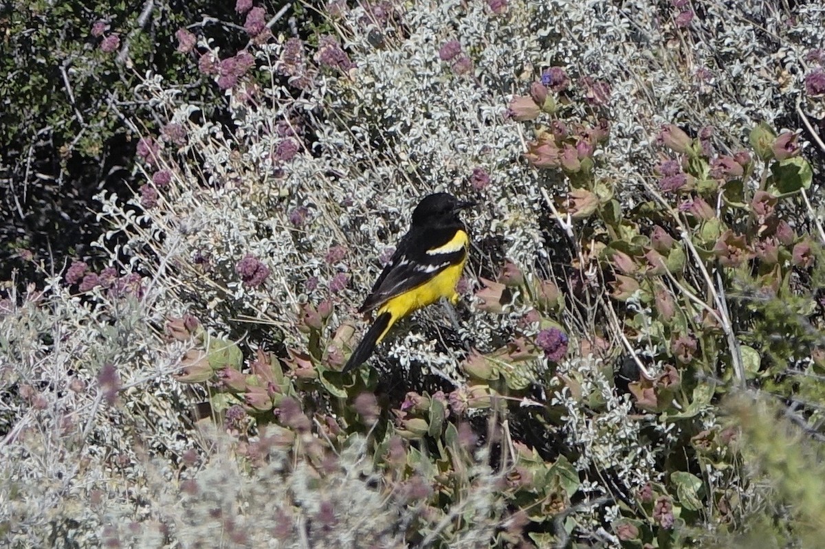 Oriole jaune-verdâtre - ML242252371