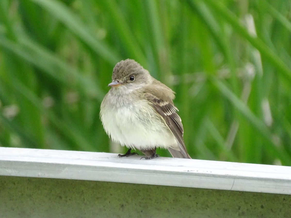 Willow Flycatcher - Shey Claflin