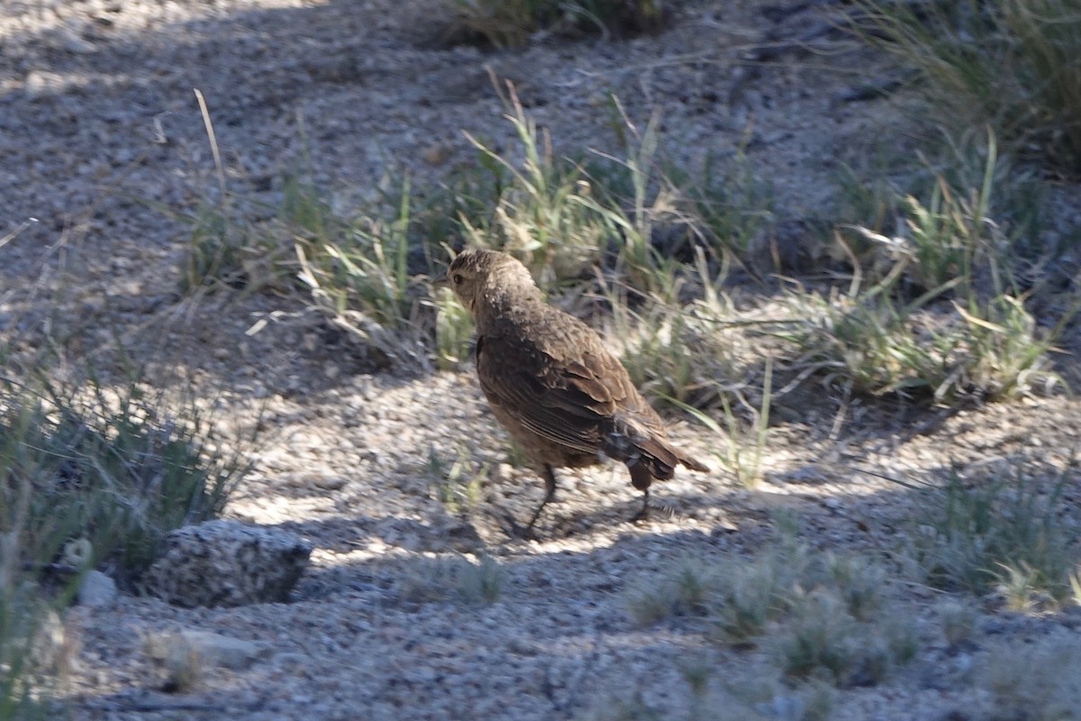 Brown-headed Cowbird - ML242252461