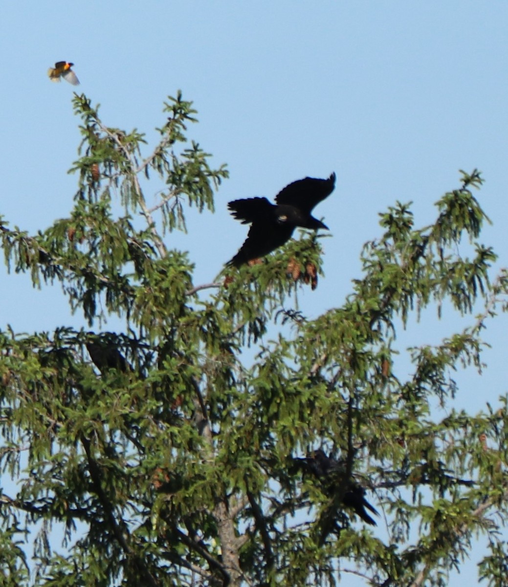 Common Raven - valerie heemstra