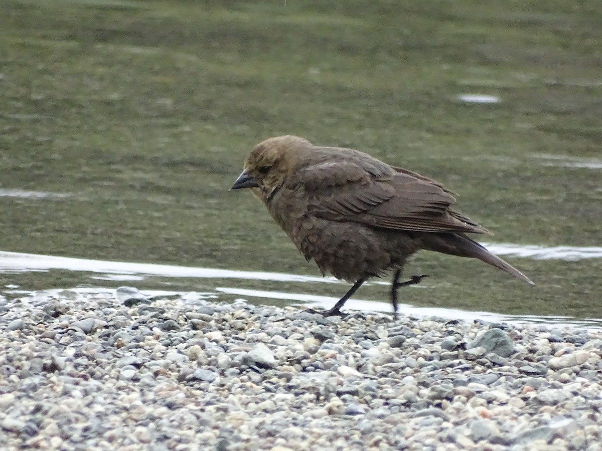 Brown-headed Cowbird - Shey Claflin