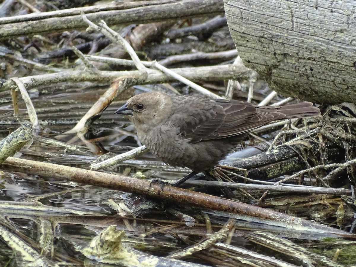 Brown-headed Cowbird - ML242252711