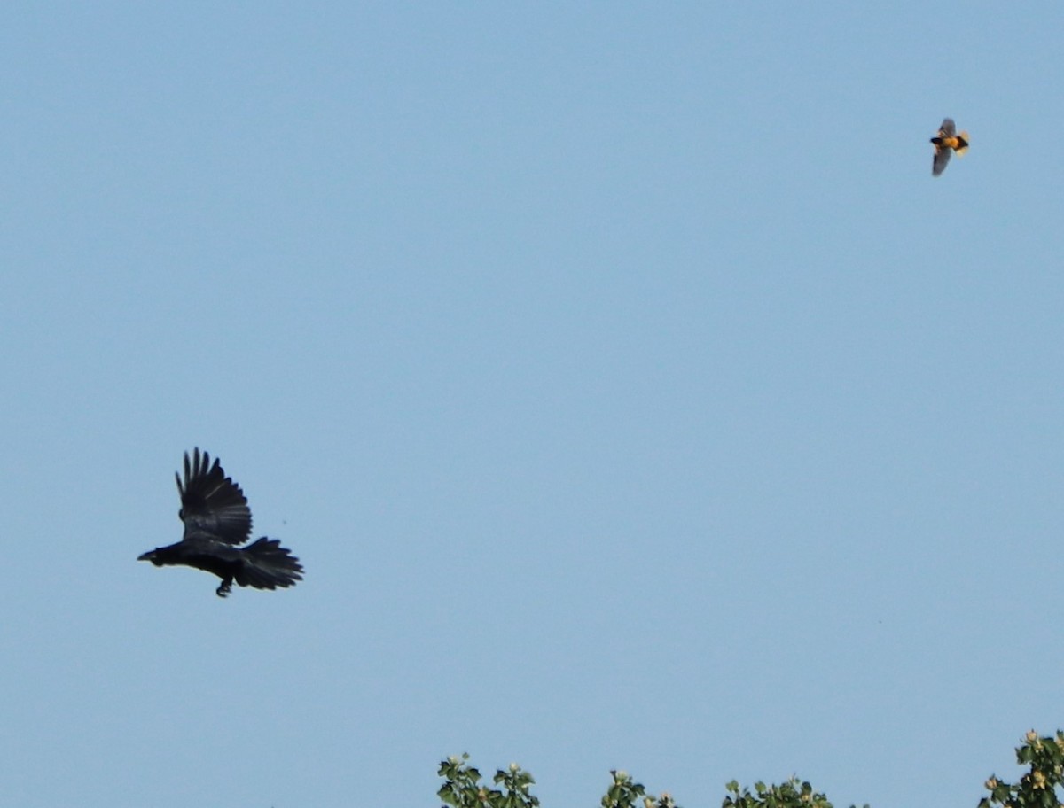 Common Raven - ML242252791