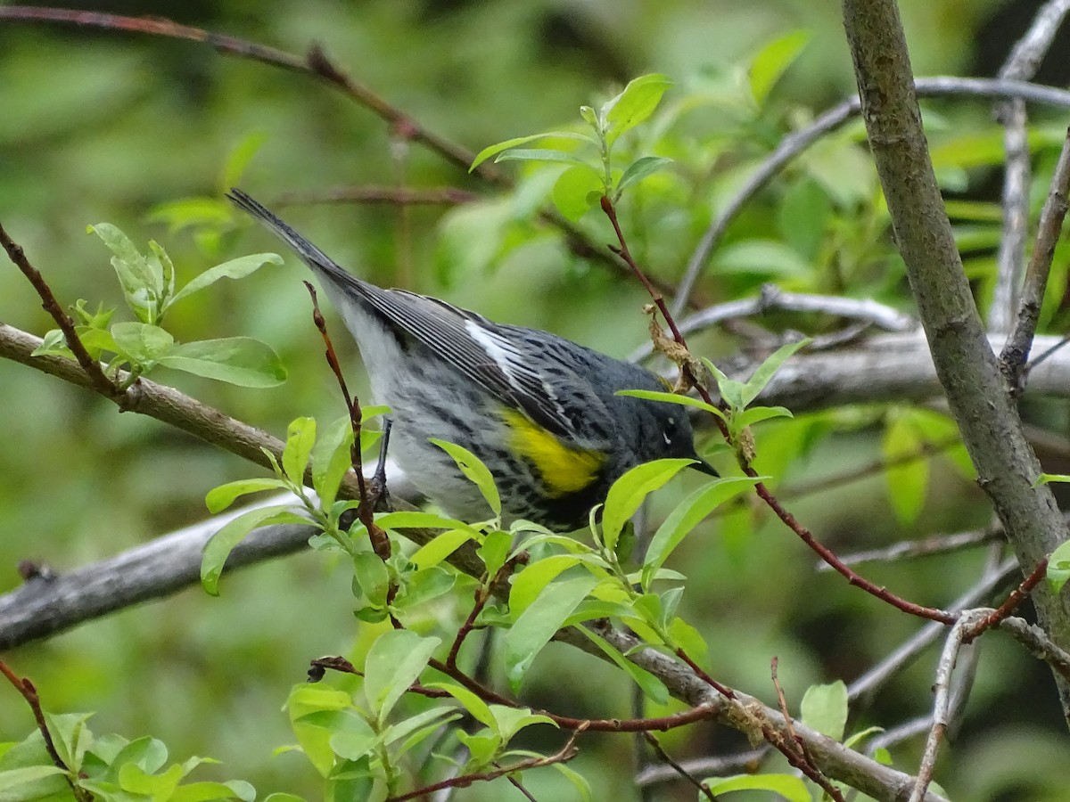 Yellow-rumped Warbler (Audubon's) - Shey Claflin