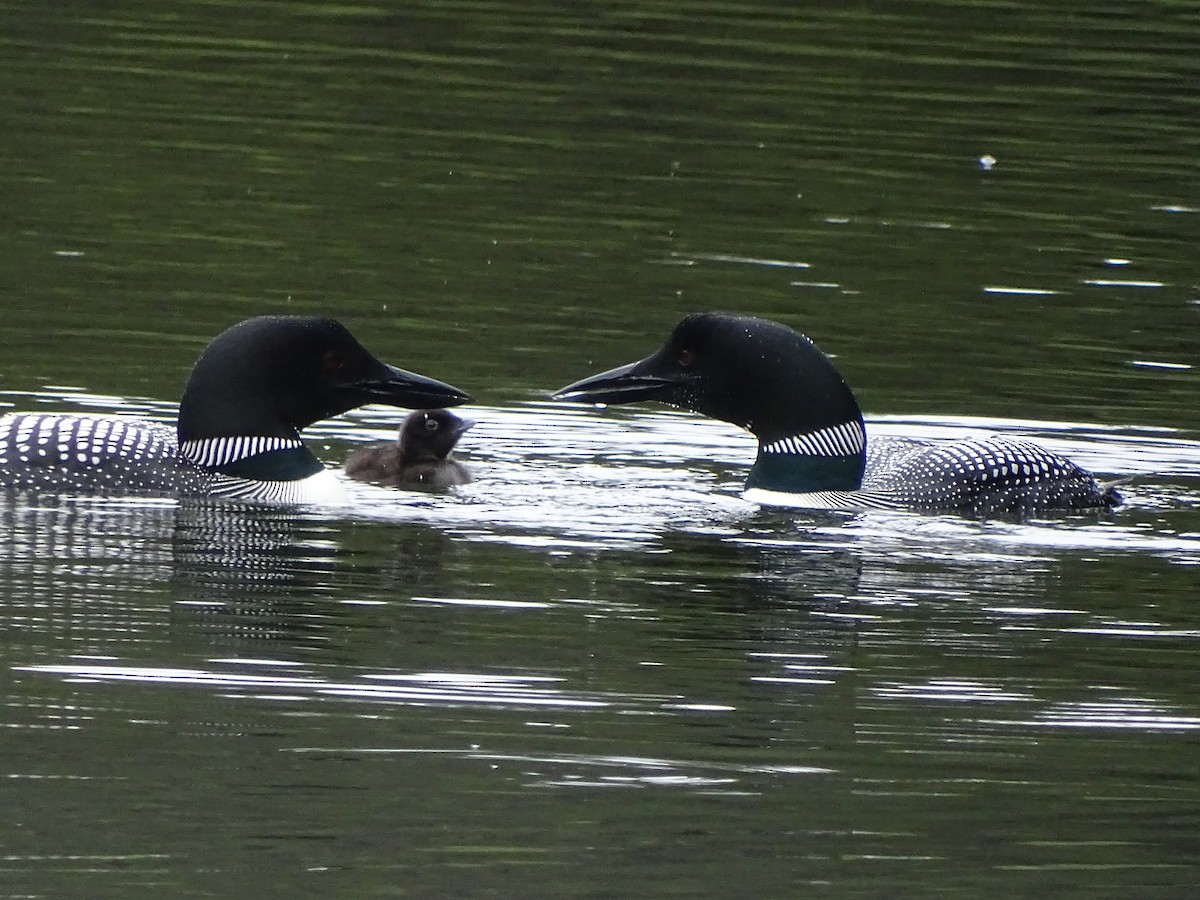 Common Loon - Shey Claflin