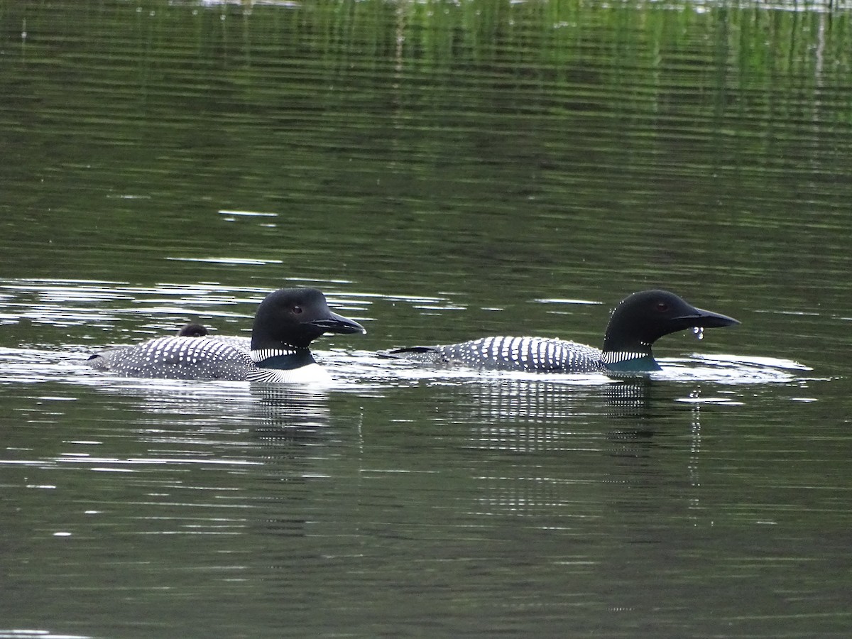 Plongeon huard - ML242254371