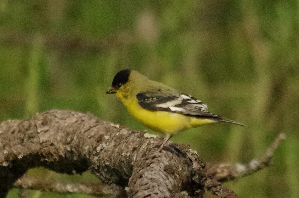 Lesser Goldfinch - ML242254501