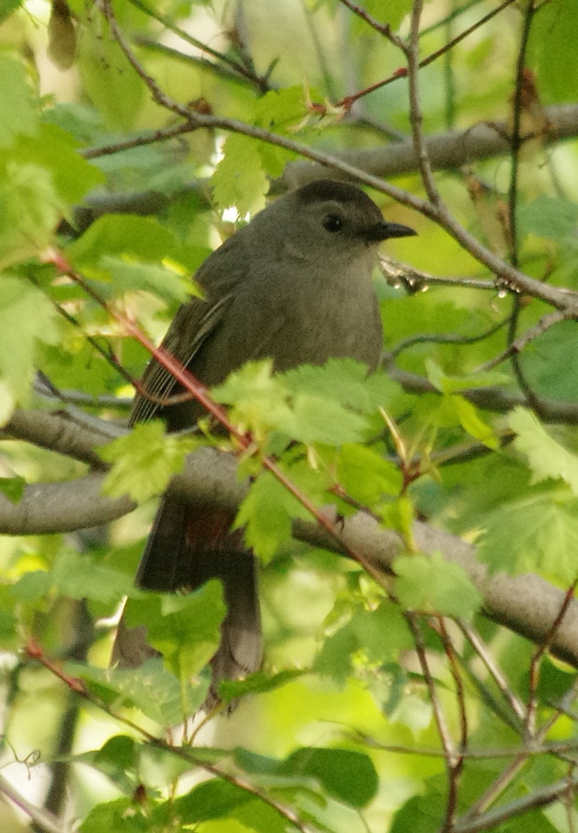 Gray Catbird - ML242254631