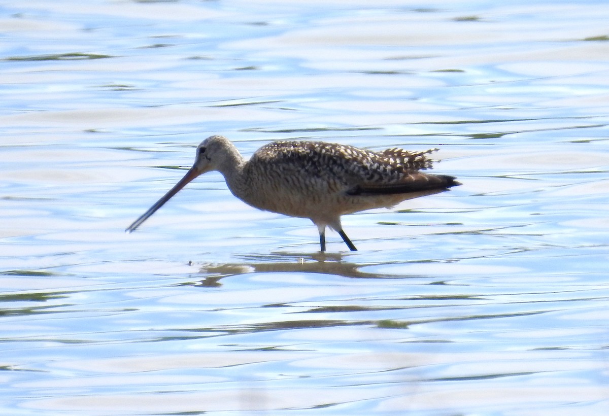 Marbled Godwit - Kayo Roy