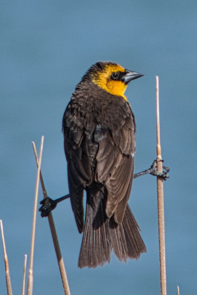 Yellow-headed Blackbird - ML242255541