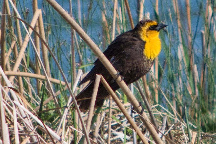 Yellow-headed Blackbird - ML242255561