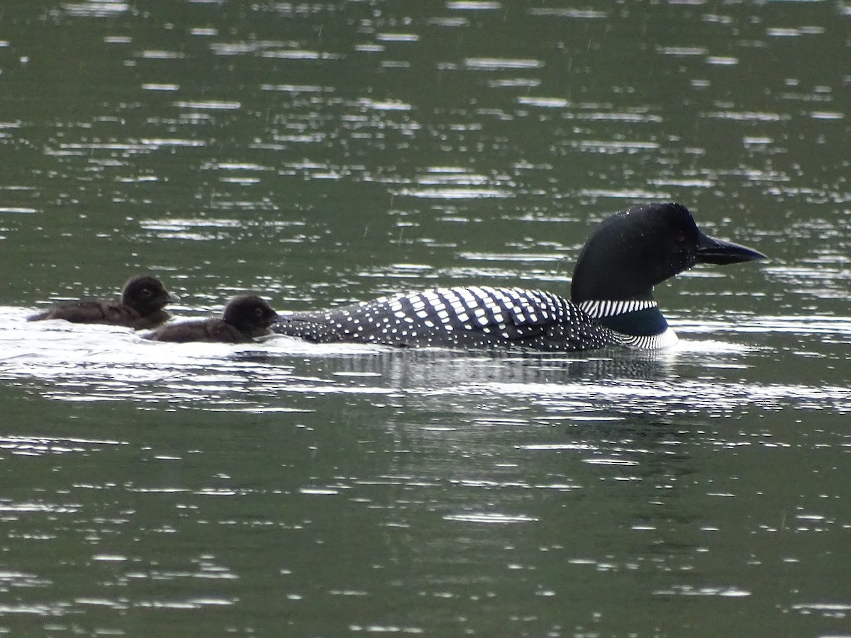 Common Loon - Shey Claflin