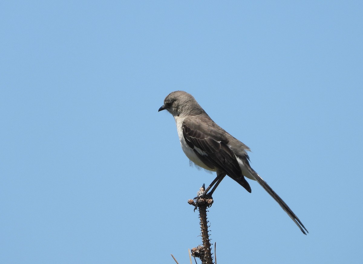 Northern Mockingbird - Indira Thirkannad