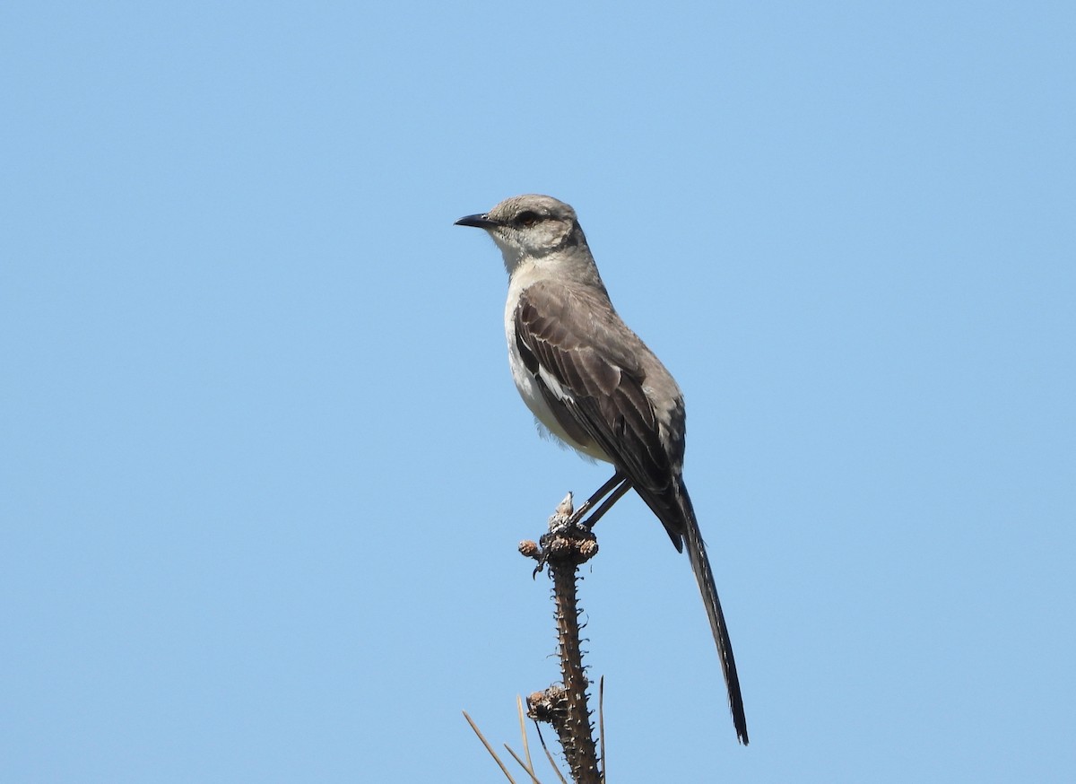 Northern Mockingbird - Indira Thirkannad