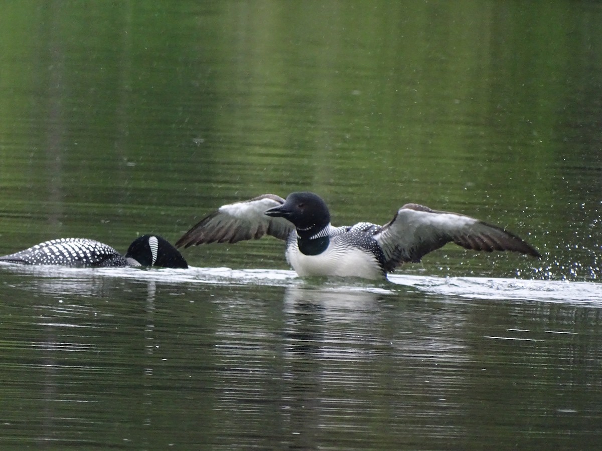 Common Loon - Shey Claflin