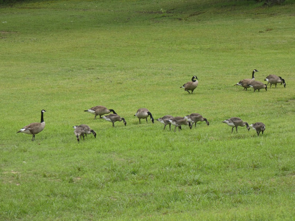 Canada Goose - ML242257521